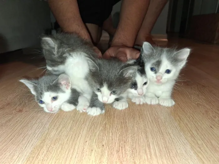 Gato raça SRD-ViraLata idade Abaixo de 2 meses nome Não tem 