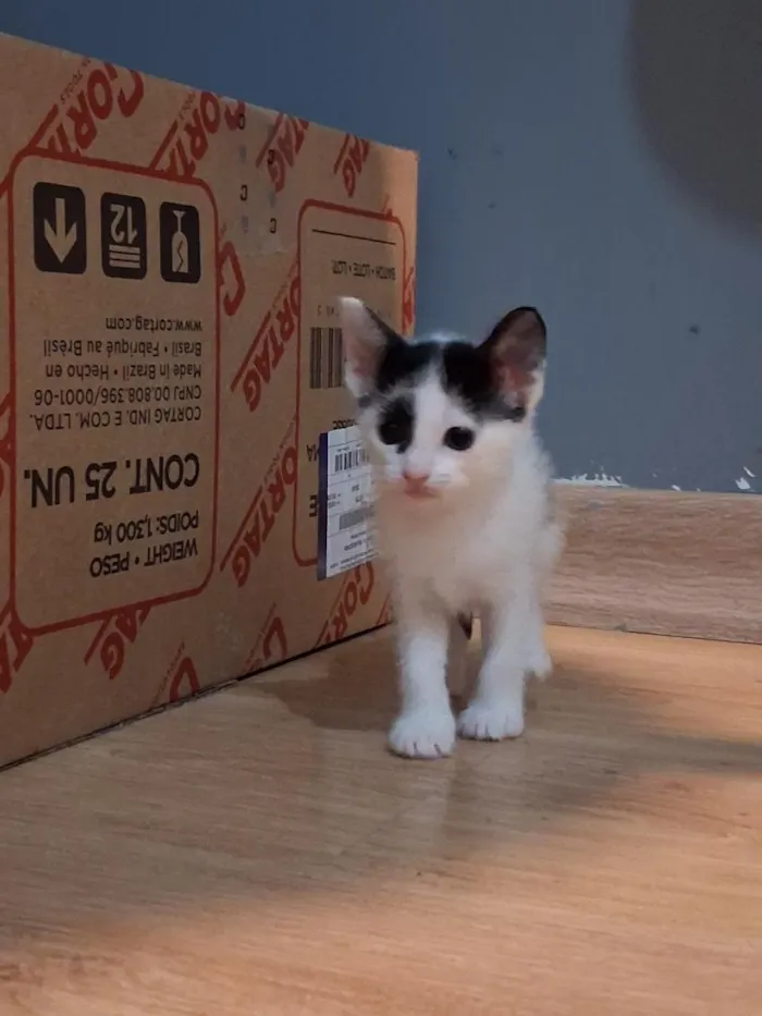 Gato raça SRD-ViraLata idade Abaixo de 2 meses nome Não tem 