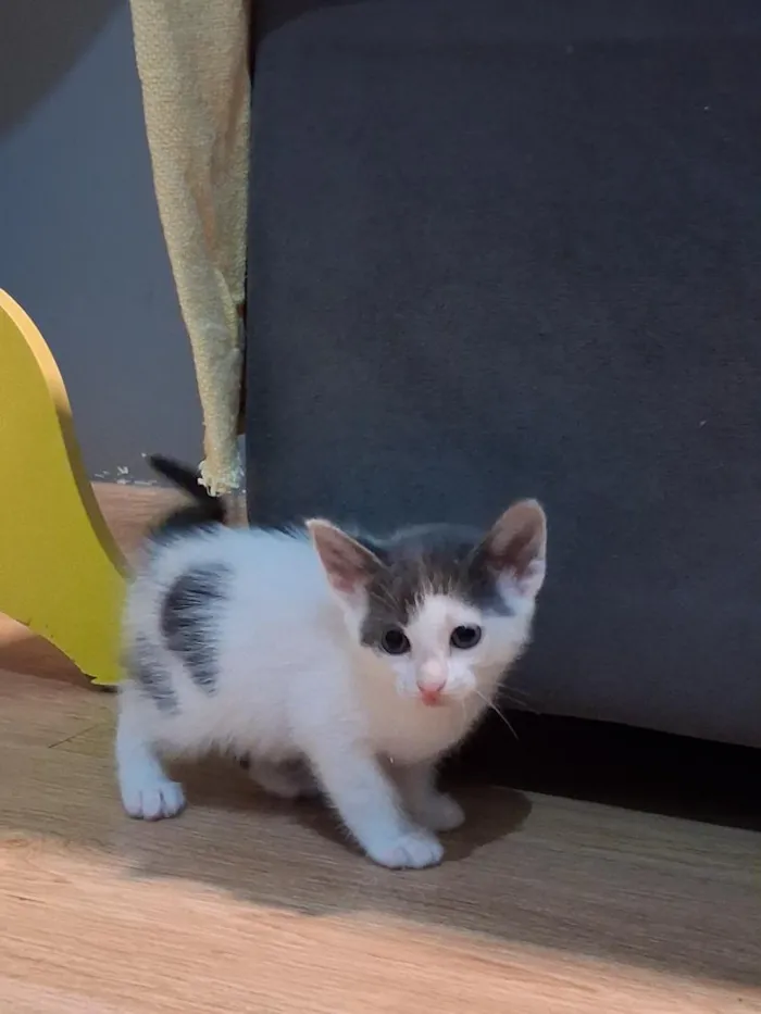 Gato raça SRD-ViraLata idade Abaixo de 2 meses nome Não tem 
