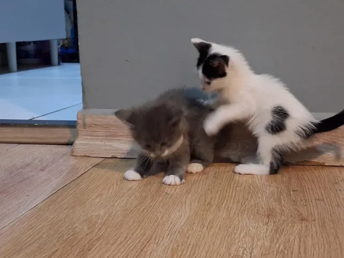 Gato raça SRD-ViraLata idade Abaixo de 2 meses nome Não tem 