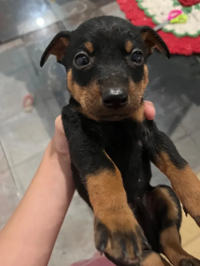 Cachorro raça SRD-ViraLata idade Abaixo de 2 meses nome Mike