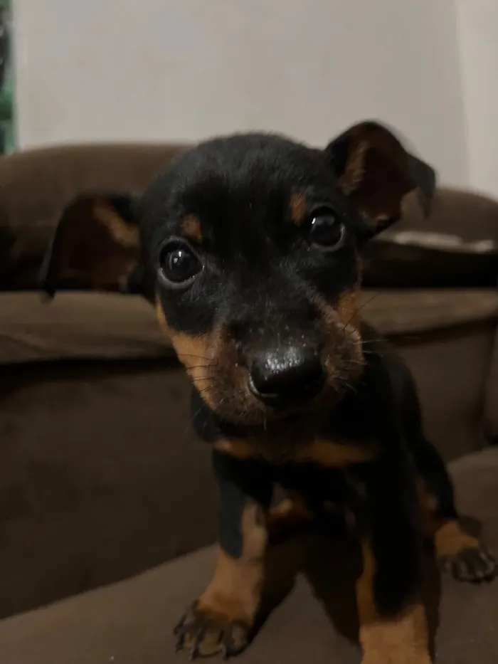 Cachorro raça SRD-ViraLata idade Abaixo de 2 meses nome Mike