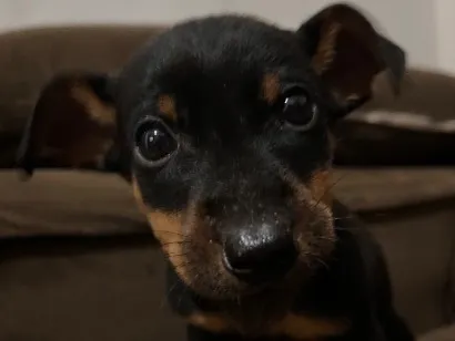 Cachorro raça SRD-ViraLata idade Abaixo de 2 meses nome Mike