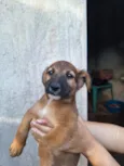 Uma cachorrinha linda e brincalhona!!