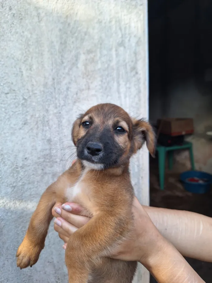 Cachorro raça SRD-ViraLata idade 2 a 6 meses nome Uma cachorrinha linda e brincalhona!!