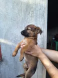 Uma cachorrinha linda e brincalhona!!