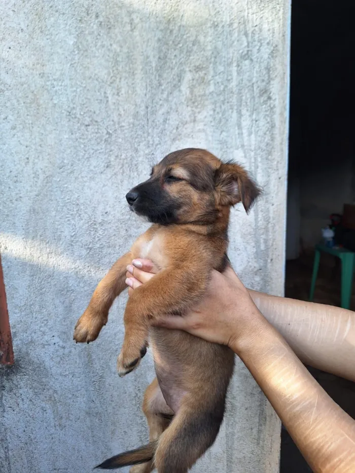 Cachorro raça SRD-ViraLata idade 2 a 6 meses nome Uma cachorrinha linda e brincalhona!!