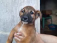 Uma cachorrinha linda e brincalhona!!