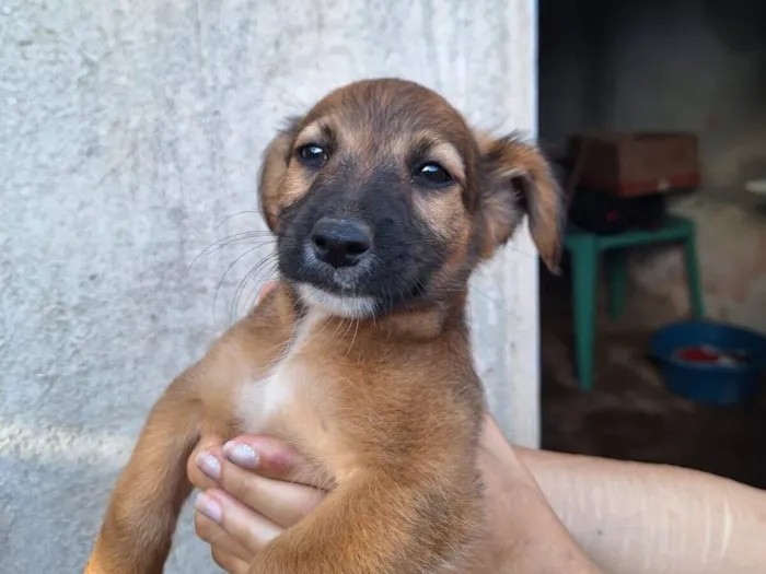 Cachorro raça SRD-ViraLata idade 2 a 6 meses nome Uma cachorrinha linda e brincalhona!!
