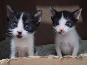 Gato raça SRD-ViraLata idade 2 a 6 meses nome Ainda aguardando sua sugestão de nomes. 