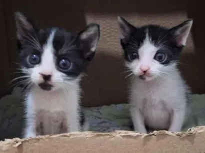 Gato raça SRD-ViraLata idade 2 a 6 meses nome Ainda aguardando sua sugestão de nomes. 