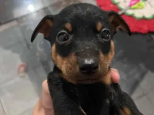 Cachorro raça SRD-ViraLata idade Abaixo de 2 meses nome Mike