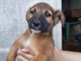 Uma cachorrinha linda e brincalhona!!