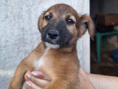 Cachorro raça SRD-ViraLata idade 2 a 6 meses nome Uma cachorrinha linda e brincalhona!!