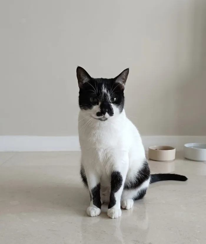 Gato raça SRD-ViraLata idade 2 anos nome Aneli 