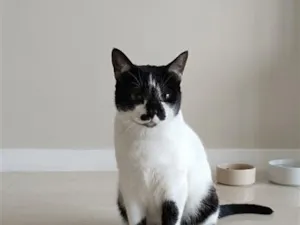 Gato raça SRD-ViraLata idade 2 anos nome Aneli 