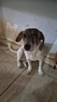 Princesa