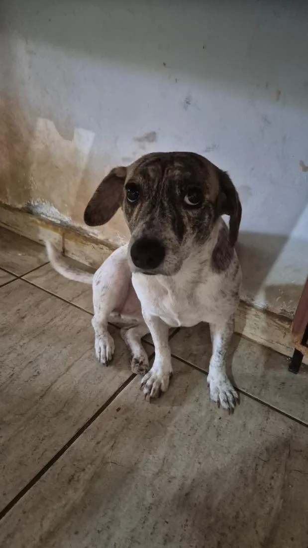 Cachorro raça SRD-ViraLata idade 2 anos nome Princesa