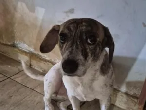 Cachorro raça SRD-ViraLata idade 2 anos nome Princesa