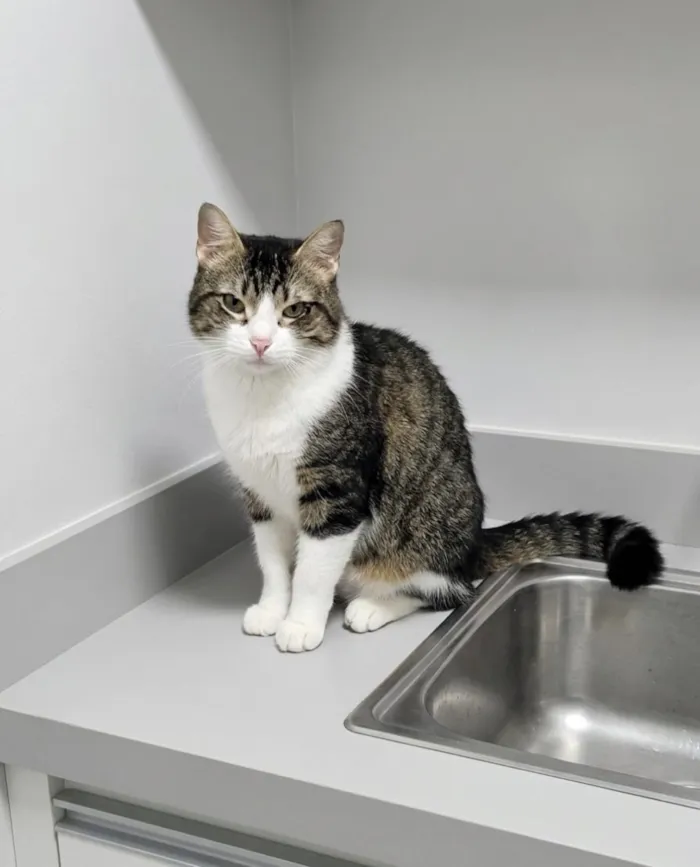 Gato raça SRD-ViraLata idade 1 ano nome Tigresa 