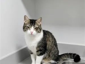 Gato raça SRD-ViraLata idade 1 ano nome Tigresa 