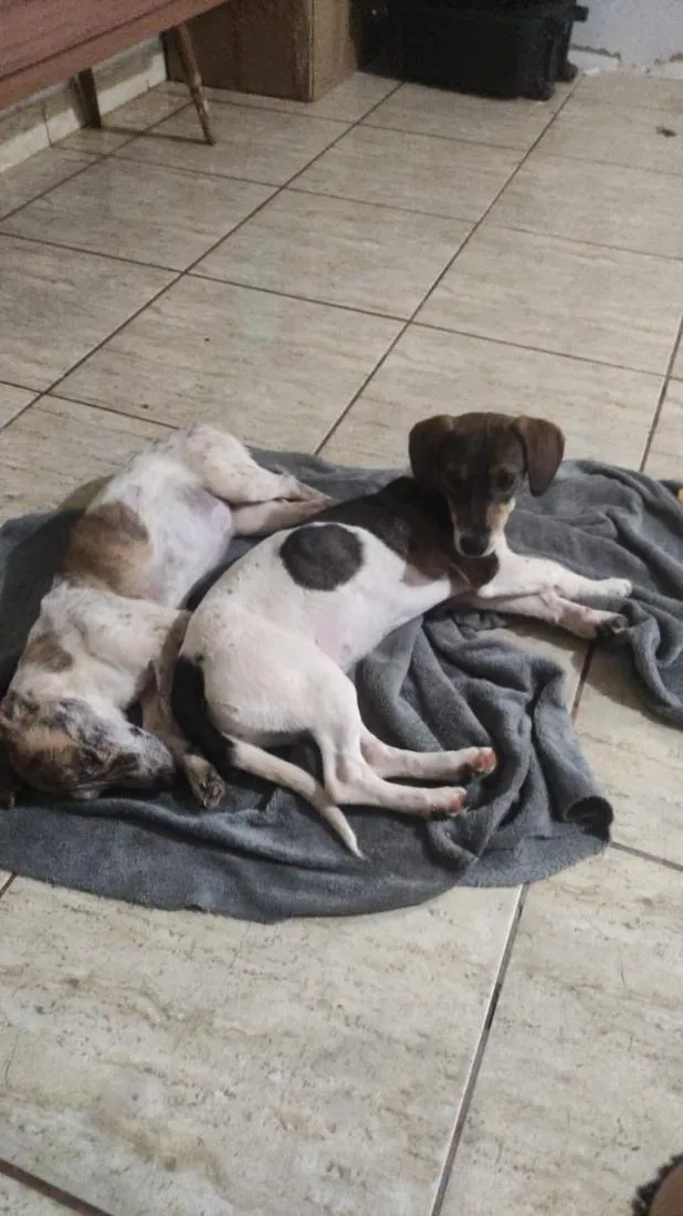 Cachorro raça SRD-ViraLata idade 2 anos nome Formiga 