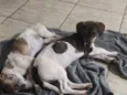 Formiga 