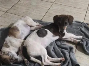 Cachorro raça SRD-ViraLata idade 2 anos nome Formiga 