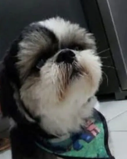 Cachorro raça Shitzu idade 2 anos nome Lock 