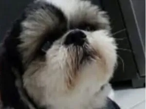 Cachorro raça Shitzu idade 2 anos nome Lock 