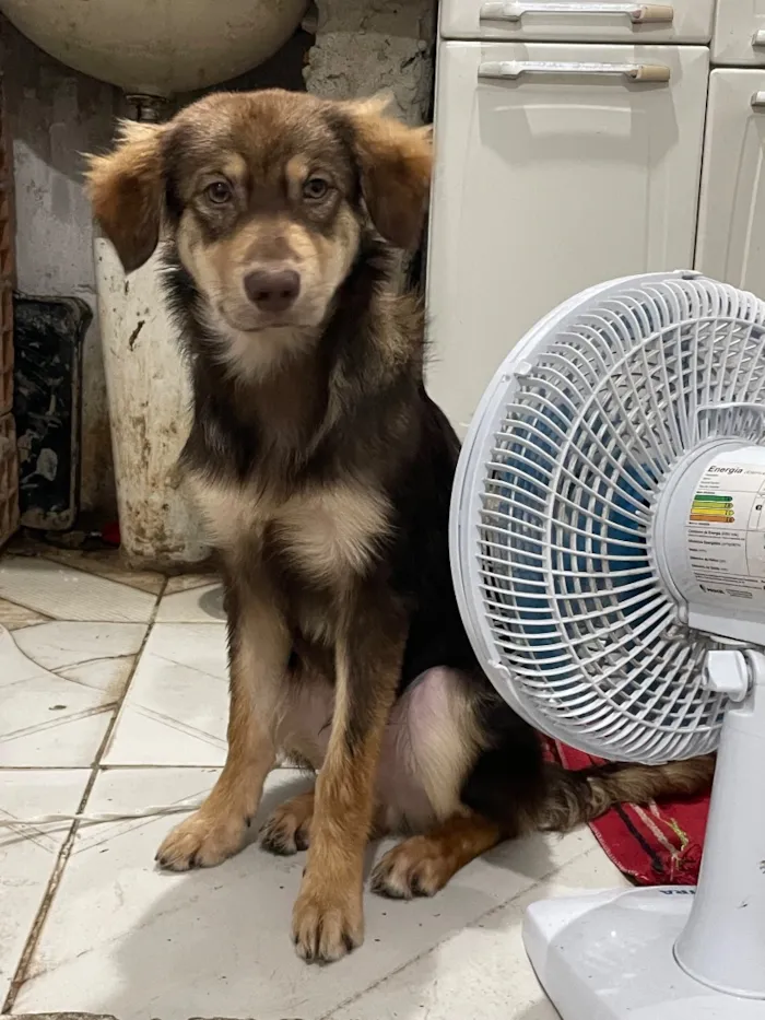 Cachorro raça SRD-ViraLata idade 7 a 11 meses nome Thor