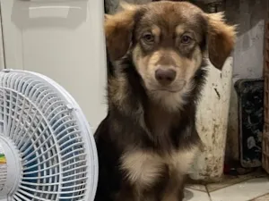 Cachorro raça SRD-ViraLata idade 7 a 11 meses nome Thor