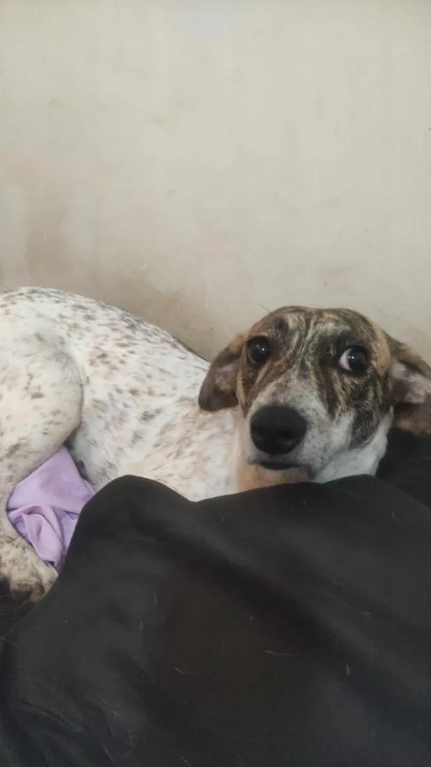 Cachorro raça SRD-ViraLata idade 2 anos nome Bob