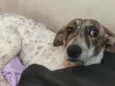 Bob