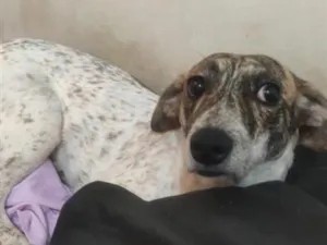 Cachorro raça SRD-ViraLata idade 2 anos nome Bob