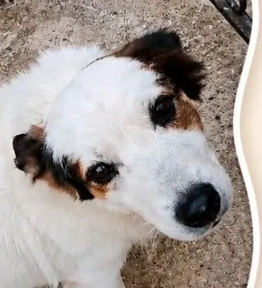 Cachorro raça Fox Terrier idade 1 ano nome Bob 