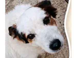 Cachorro raça Fox Terrier idade 1 ano nome Bob 