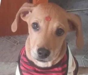 Cachorro raça Labrador idade 2 a 6 meses nome Marley 
