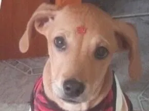 Cachorro raça Labrador idade 2 a 6 meses nome Marley 