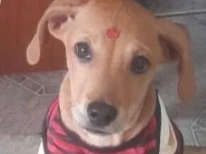 Cachorro raça Labrador idade 2 a 6 meses nome Marley 