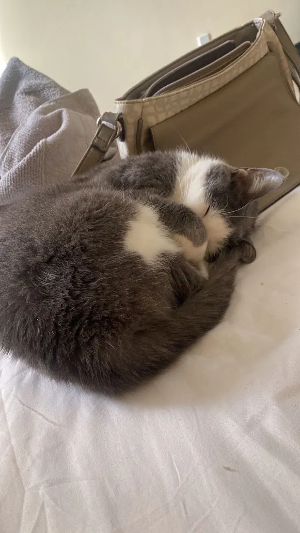 Gato raça SRD-ViraLata idade 1 ano nome Não tem nome 