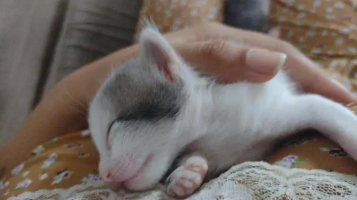 Gato raça SRD-ViraLata idade 2 a 6 meses nome Ícaro