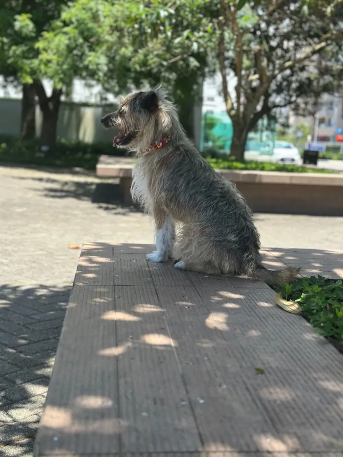 Cachorro raça SRD-ViraLata idade 2 a 6 meses nome Clark