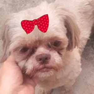 Cachorro raça Shitzu idade 7 a 11 meses nome Mina 