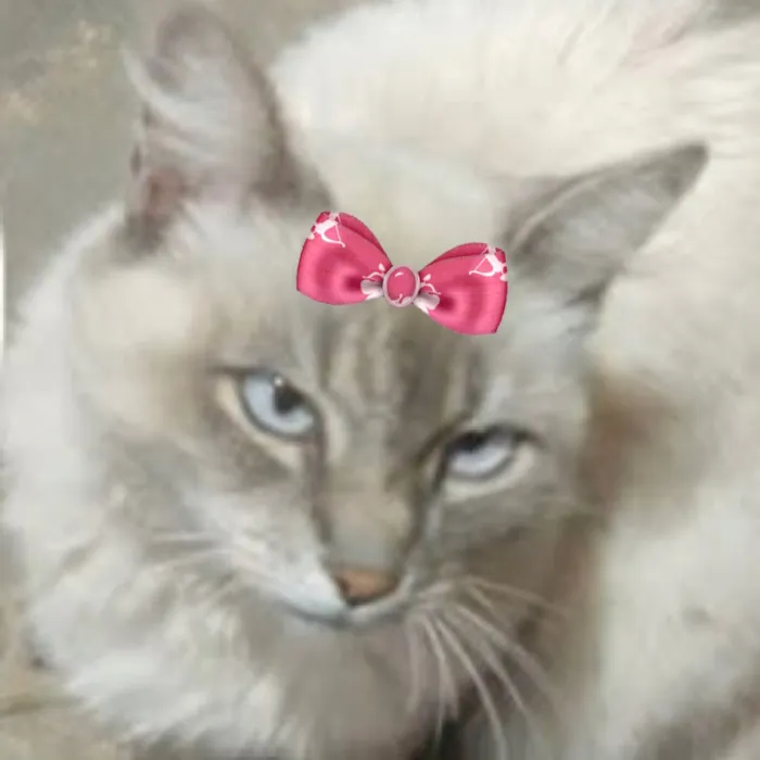 Gato raça SRD-ViraLata idade 1 ano nome Cristal 