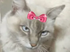 Gato raça SRD-ViraLata idade 1 ano nome Cristal 