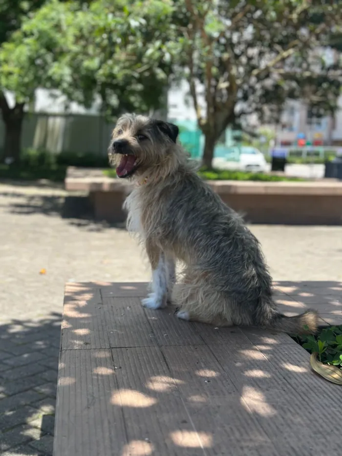 Cachorro raça SRD-ViraLata idade 2 a 6 meses nome Clark