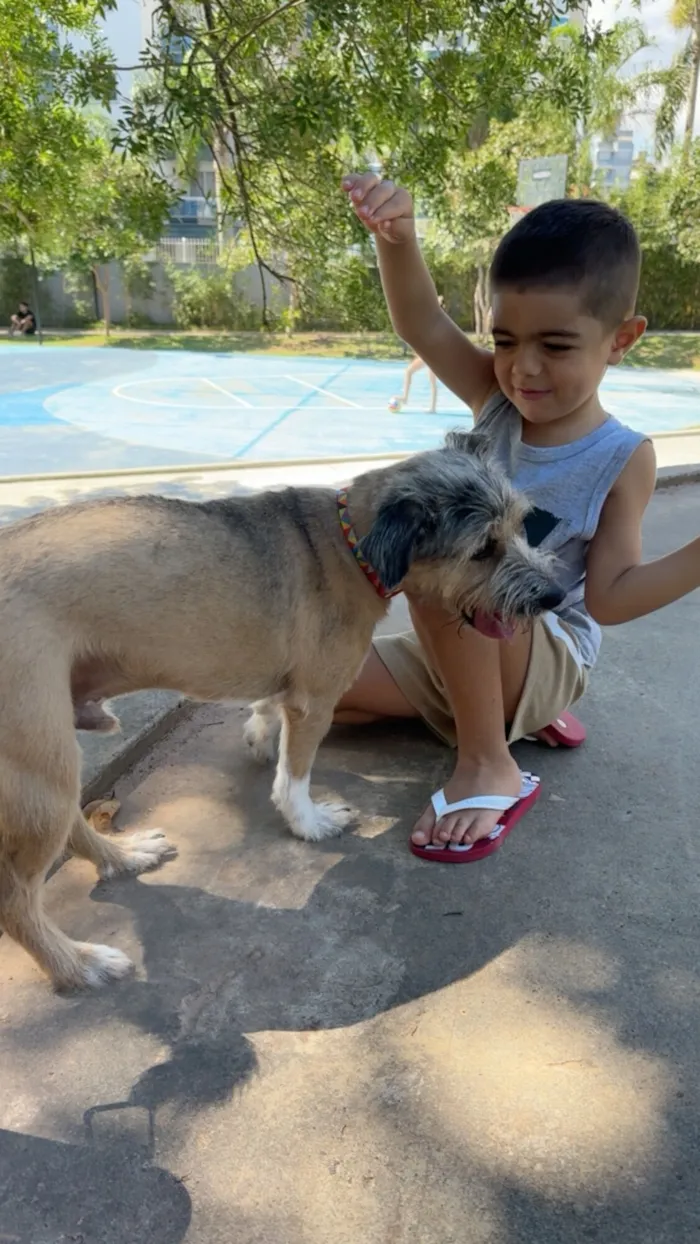 Cachorro raça SRD-ViraLata idade 2 a 6 meses nome Clark