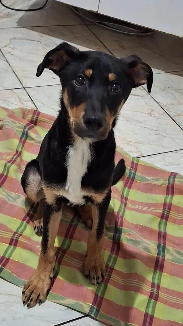 Cachorro raça SRD-ViraLata idade 2 a 6 meses nome Julião 