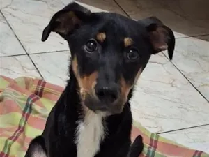 Cachorro raça SRD-ViraLata idade 2 a 6 meses nome Julião 
